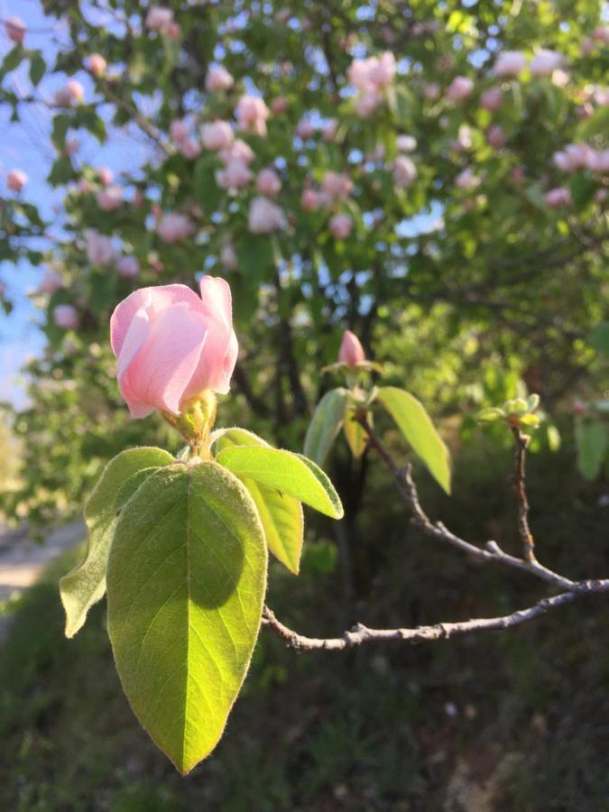 Gite La Cerise Qui Rit La Cresse Dış mekan fotoğraf
